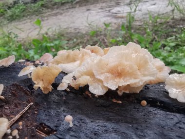 Tiny Crepidotus variabilis kidney-shaped fungi sprouting from decay trunk. clipart