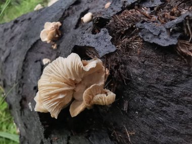 Ufacık Crepidotus varyasyonları böbrek şeklindeki mantarlar çürüyen gövdeden filizleniyor..