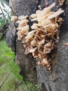 Ufacık Crepidotus varyasyonları böbrek şeklindeki mantarlar çürüyen gövdeden filizleniyor..