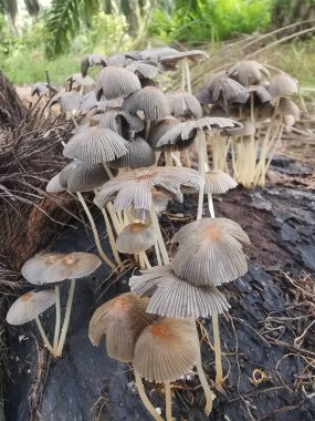 Çürüyen gövdeden çıkan vahşi mürekkep mantarları. 