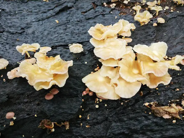 Ufacık Crepidotus varyasyonları böbrek şeklindeki mantarlar çürüyen gövdeden filizleniyor..