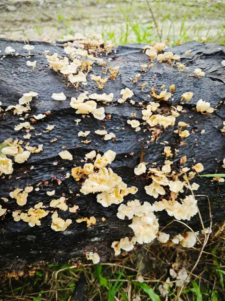 stock image Tiny Crepidotus variabilis kidney-shaped fungi sprouting from decay trunk.