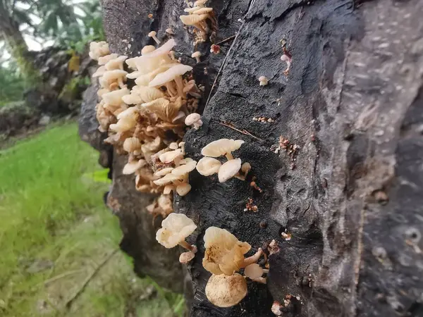 stock image Tiny Crepidotus variabilis kidney-shaped fungi sprouting from decay trunk.