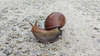 Çakıl yollarında sürünen Achatina Fulica Salyangozu 
