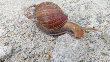 Çakıl yollarında sürünen Achatina Fulica Salyangozu 