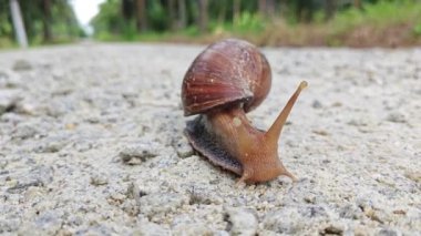 Çakıl yollarında sürünen Achatina Fulica Salyangozu 
