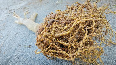 Uprooted plant with infected root knot nematodes. clipart