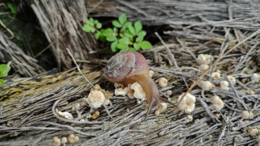 wild rotund disc snail crawling on decay trunk with tiny sprouting fungi. clipart