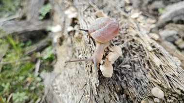 Vahşi yuvarlak disk salyangoz küçük filizlenen mantarlı çürük gövde üzerinde sürünüyor..