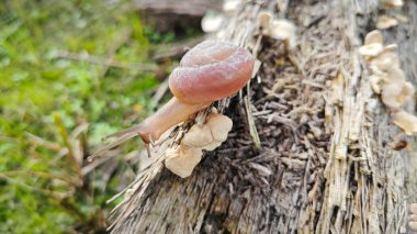 Vahşi yuvarlak disk salyangoz küçük filizlenen mantarlı çürük gövde üzerinde sürünüyor..