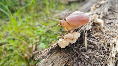 wild rotund disc snail crawling on decay trunk with tiny sprouting fungi. clipart