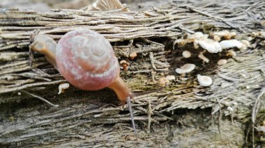 Vahşi yuvarlak disk salyangoz küçük filizlenen mantarlı çürük gövde üzerinde sürünüyor..