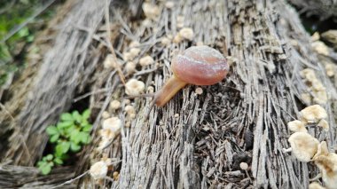 wild rotund disc snail crawling on decay trunk with tiny sprouting fungi. clipart