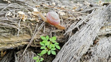 Vahşi yuvarlak disk salyangoz küçük filizlenen mantarlı çürük gövde üzerinde sürünüyor..