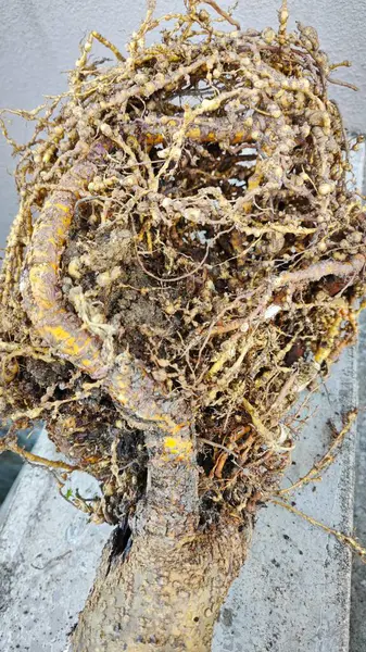 Stock image Uprooted plant with infected root knot nematodes.