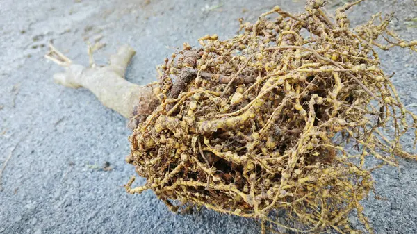 Stock image Uprooted plant with infected root knot nematodes.