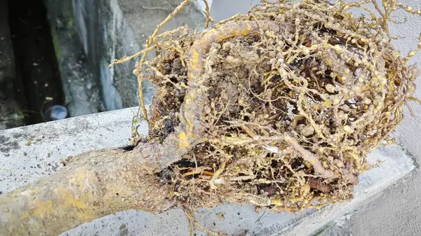 Etkilenmiş kök düğüm nematodları olan köklerinden sökülmüş bitki.