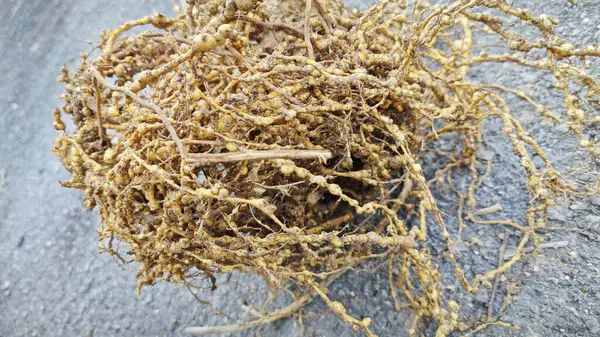 stock image Uprooted plant with infected root knot nematodes.