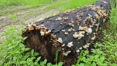 Ufacık Crepidotus varyasyonları böbrek şeklindeki mantarlar çürüyen gövdeden filizleniyor.. 