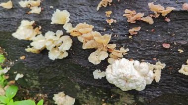 Ufacık Crepidotus varyasyonları böbrek şeklindeki mantarlar çürüyen gövdeden filizleniyor.. 