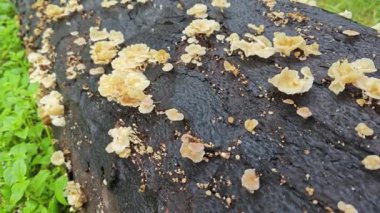 Ufacık Crepidotus varyasyonları böbrek şeklindeki mantarlar çürüyen gövdeden filizleniyor.. 