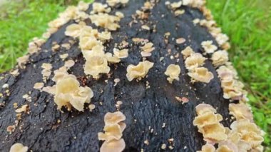 Ufacık Crepidotus varyasyonları böbrek şeklindeki mantarlar çürüyen gövdeden filizleniyor.. 