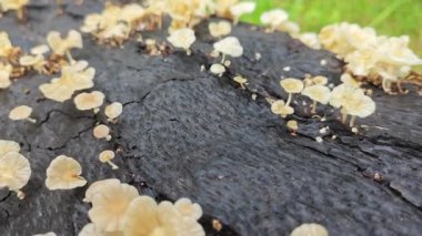 Ufacık Crepidotus varyasyonları böbrek şeklindeki mantarlar çürüyen gövdeden filizleniyor.. 