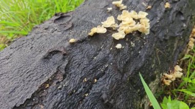 Ufacık Crepidotus varyasyonları böbrek şeklindeki mantarlar çürüyen gövdeden filizleniyor.. 