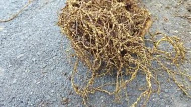 Etkilenmiş kök düğüm nematodları olan köklerinden sökülmüş bitki. 