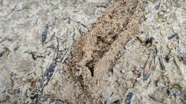 looking down on sandy track of little fire ants path to the nest. clipart