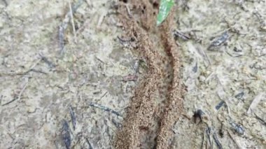 Yuvaya giden küçük ateş karıncalarının kumlu yoluna bakıyorum..