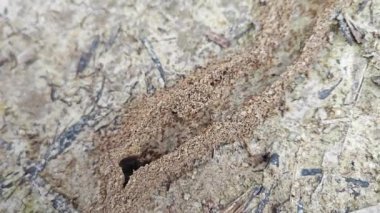 Yuvaya giden küçük ateş karıncalarının kumlu yoluna bakıyorum..