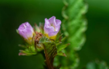 Küçük pembe melochia corchorifolia çiçek bitkisinin aşırı yakınına.. 
