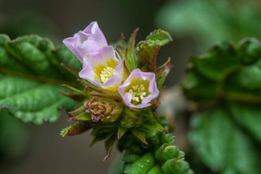 extreme close up of the tiny pink melochia corchorifolia flower weed plant.  clipart