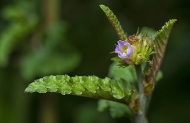 extreme close up of the tiny pink melochia corchorifolia flower weed plant.  clipart