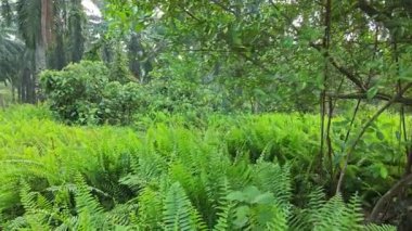 Nefrolepis biserrata eğreltiotu dolu güzel yeşil çayır..     