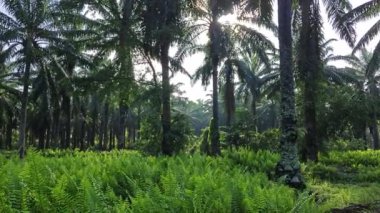 Nefrolepis biserrata eğreltiotu dolu güzel yeşil çayır..     