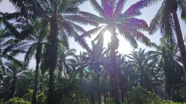 Nefrolepis biserrata eğreltiotu dolu güzel yeşil çayır..     