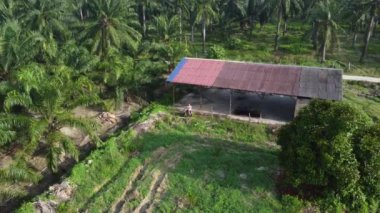 Terk edilmiş ahşap arazinin etrafındaki terk edilmiş ahşap barakalarda uçan bir erkek modelin hava görüntüleri..