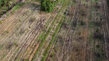 Terk edilmiş ahşap arazinin etrafındaki terk edilmiş ahşap barakalarda uçan bir erkek modelin hava görüntüleri..
