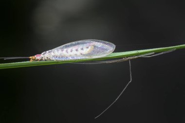 close shot of the lacewing perching on the blade of grass while long-legged spider nearby. clipart