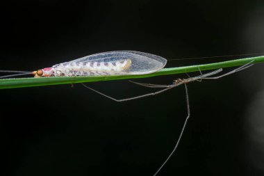 close shot of the lacewing perching on the blade of grass while long-legged spider nearby. clipart