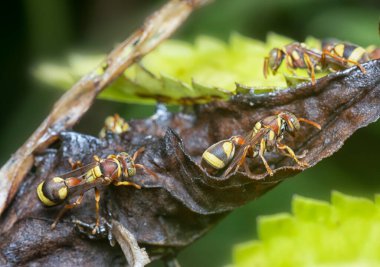 Yuvadaki yaban arılarının makro görüntüsü 