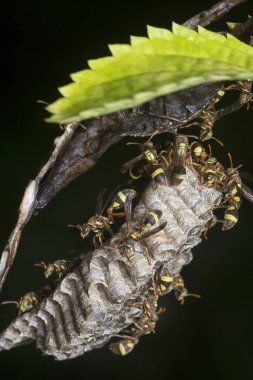 Yuvadaki yaban arılarının makro görüntüsü 