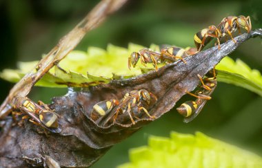 Yuvadaki yaban arılarının makro görüntüsü 