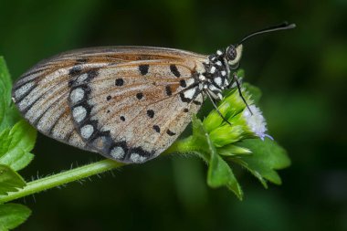 Tawny coster kelebeğinin tekir çiçeğine tünediği makro kare..  