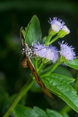 macro shot of the tawny coster butterfly perching on the billygoat flower.  