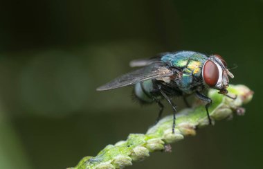 Çimenlerin üzerinde tüneyen sineklerin makro görüntüsü