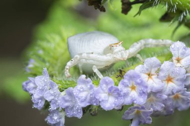 macro shot of the Thomisus callidus crawling on the Heliotropium indicum flower.     clipart