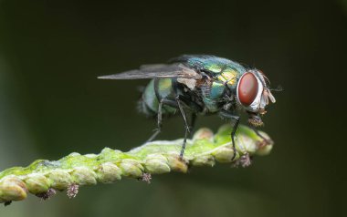 Çimenlerin üzerinde tüneyen sineklerin makro görüntüsü